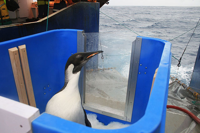 Pinguin sitzt in einem blauen Plastikbehälter
