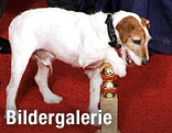 Uggie, the Dog, aus "The Artist"