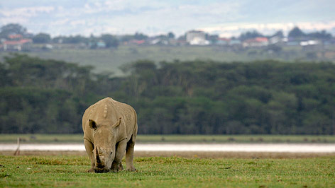 © Reuters/Antony Njuguna Grasendes Rhinozeros