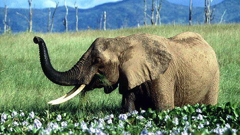 © Reuters/Howard Burditt Grasender Elefant