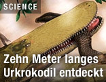 Zeichnung eines Urkrokosils