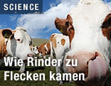Kühe auf Weide
