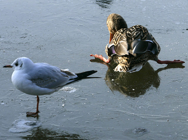 © APA/EPA/dpa/Daniel Bockwoldt Ente und Möwe am Eis