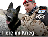 Militärhunde der deutschen Bundeswehr