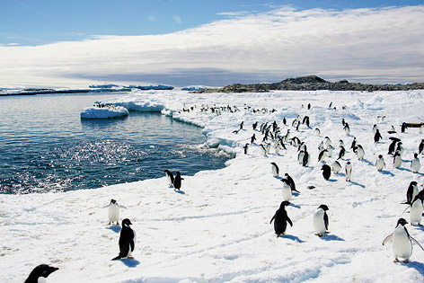 © Reuters/Paukine Askin Adeliepinguine in Cape Denison in der Antarktis