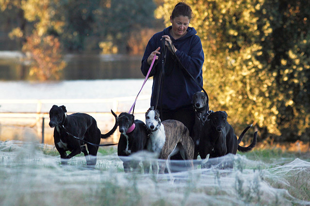 © Reuters/Daniel Munoz Eine Frau geht mit ihren Hunden durch ein gigantisches Spinnennetz