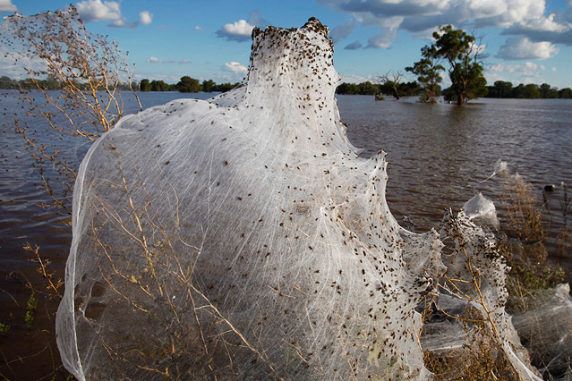 © APA/EPA/AAP/Lukas Coch Gigantisches Spinnennetz neben Hochwasser
