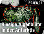 Satellitenfoto des Algenteppiches in der Antarktis