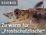 Antarktisfisch