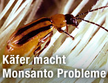 Westlicher Maiswurzelbohrer