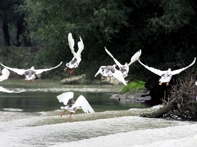 © APA/EPA/Robert Ghement Fliegende Vögel