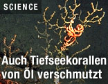 Eine abgestorbene Koralle