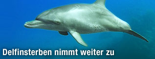 Delfin