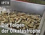 Shrimps in einem Kühlbehälter