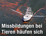 Ölpest im Golf von Mexiko