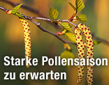 Birkenblüte