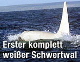 "Iceberg", der weltweit erste, komplett weiße Killerwal (Orca)
