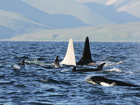© APA/E. Lazreva/FEROP "Iceberg", der weltweit erste, komplett weiße Killerwal (Orca)