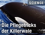 Ein Killerwal (Orca)