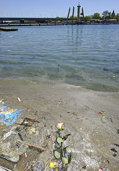 © APA/Andreas Pessenlehner Rose treibt im Wasser der Neuen Donau in Wien in der Nähe des Fundorts der Leiche des Libyschen Ex-Premierministers Shukri Ghanem