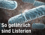 Listerien Bakterien