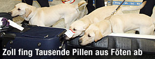 Südkoreanische Zollhunde schnüffeln an Koffern