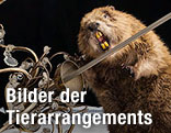 Ausgestopfter Biber