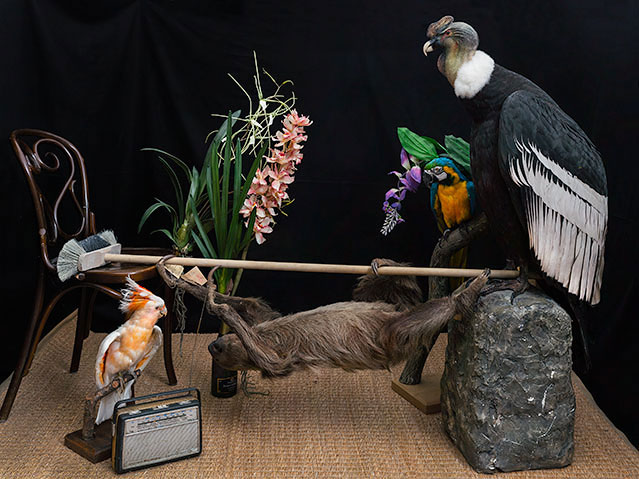 Aufnahme von der Ausstellung "freeze! dioramen und stillleben" im Naturhistorischen Museum Wien