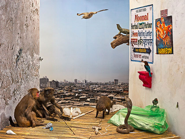 Aufnahme von der Ausstellung "freeze! dioramen und stillleben" im Naturhistorischen Museum Wien