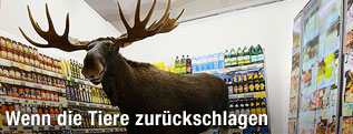 Präparierter Elch zwischen Supermarktregalen