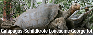 Galapagos-Schildkröte Lonesome George