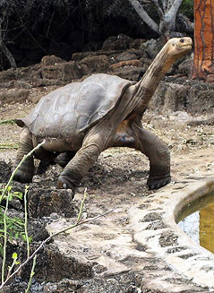 © APA/EPA/dpa/Jan Ronneburger Galapagos Schildkröte Lonesome George
