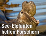See-Elefant