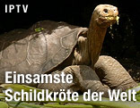 Riesenschildkröte Lonesome George