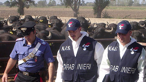 © Reuters Polizisten auf Büffelfarm