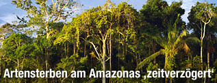 Bäume im Amazonas-Regenwald