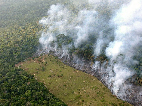 © APA/dpa/Marcelo Sayao Brandrodung im Amazonas-Regenwald