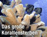 Koralle der Gattung Pocillopora im Great Barrier Reef