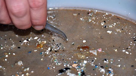 © Sea Education Association, Woods Hole, MA Hand mit Pinzette sortiert kleine Kunststoffteile aus Schlamm