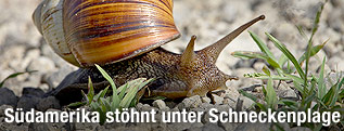 Landschnecke