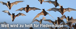 Fledermäuse