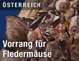 Fledermäuse