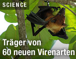Fledermaus