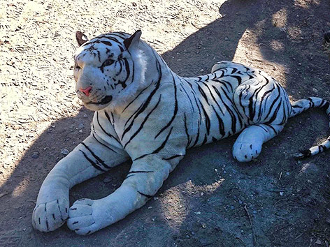 © AP/Hampshire Constabulary Weißer Stofftiger