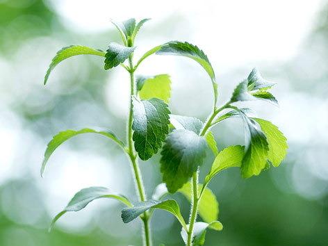 © Fotolia/StefanieB Stevia-Pflanze
