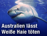Weißer Hai
