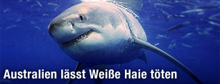 Weißer Hai