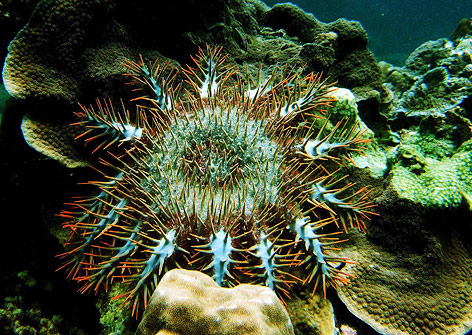 © APA/EPA/Coral Reef Alliance/Reg Hernande Seestern