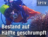 Taucher neben abgestorbener Koralle