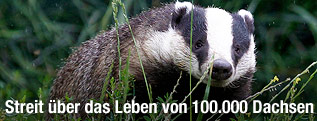 Dachs streift durch hohes Gras